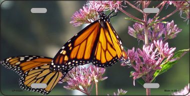 Monarch On Flower Metal License Plate