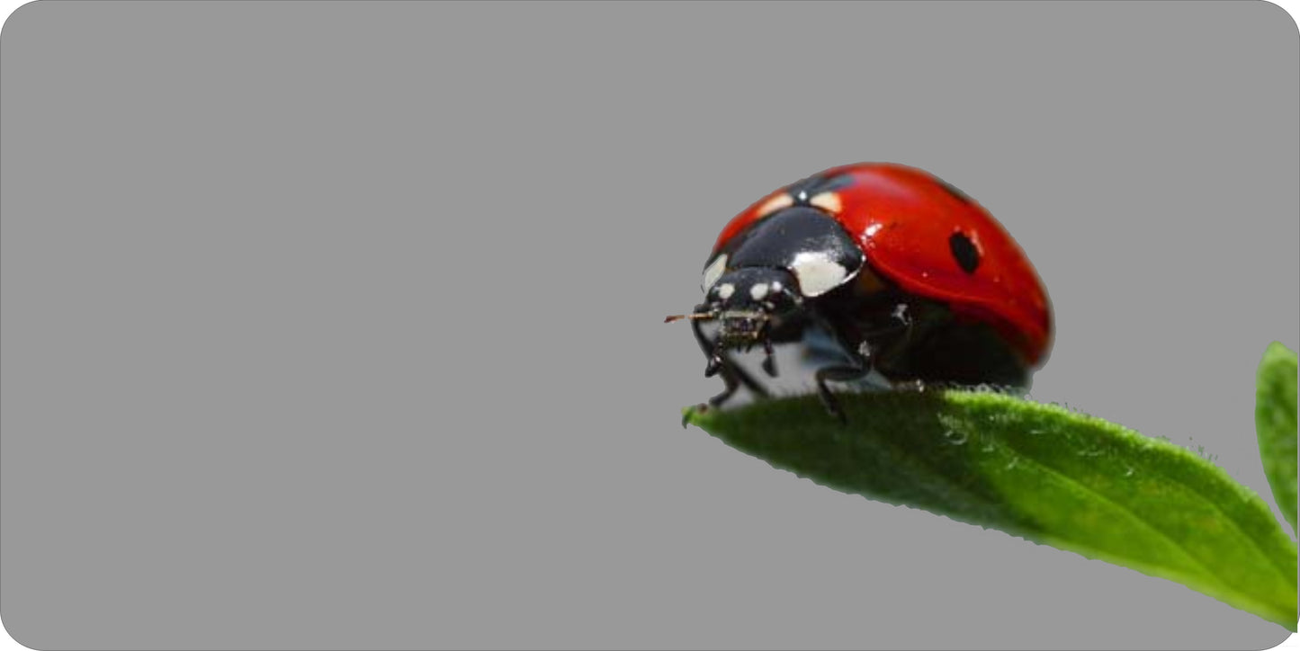 Lady Bug Offset On Gray Photo License Plate