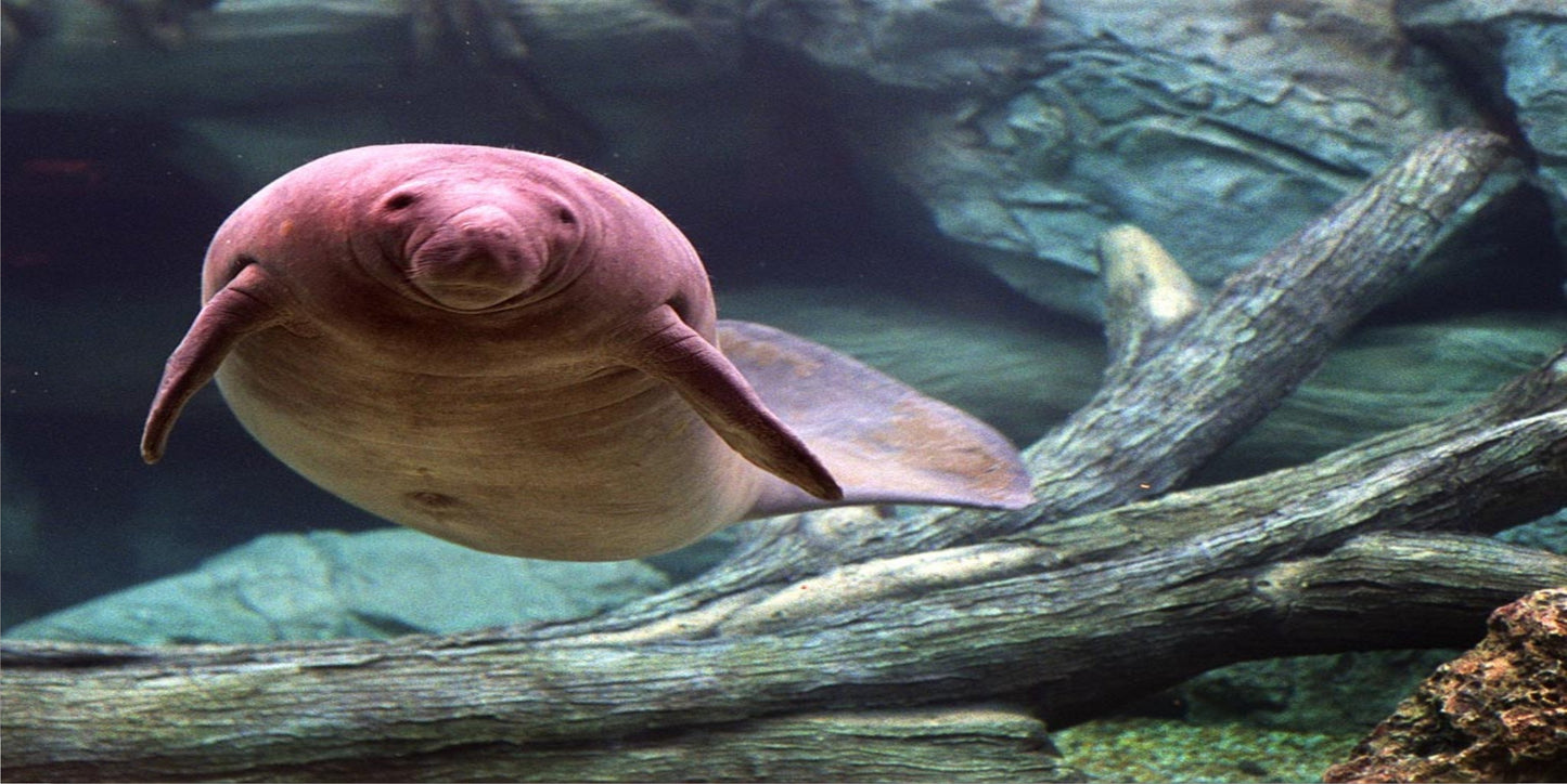 Manatee Photo License Plate