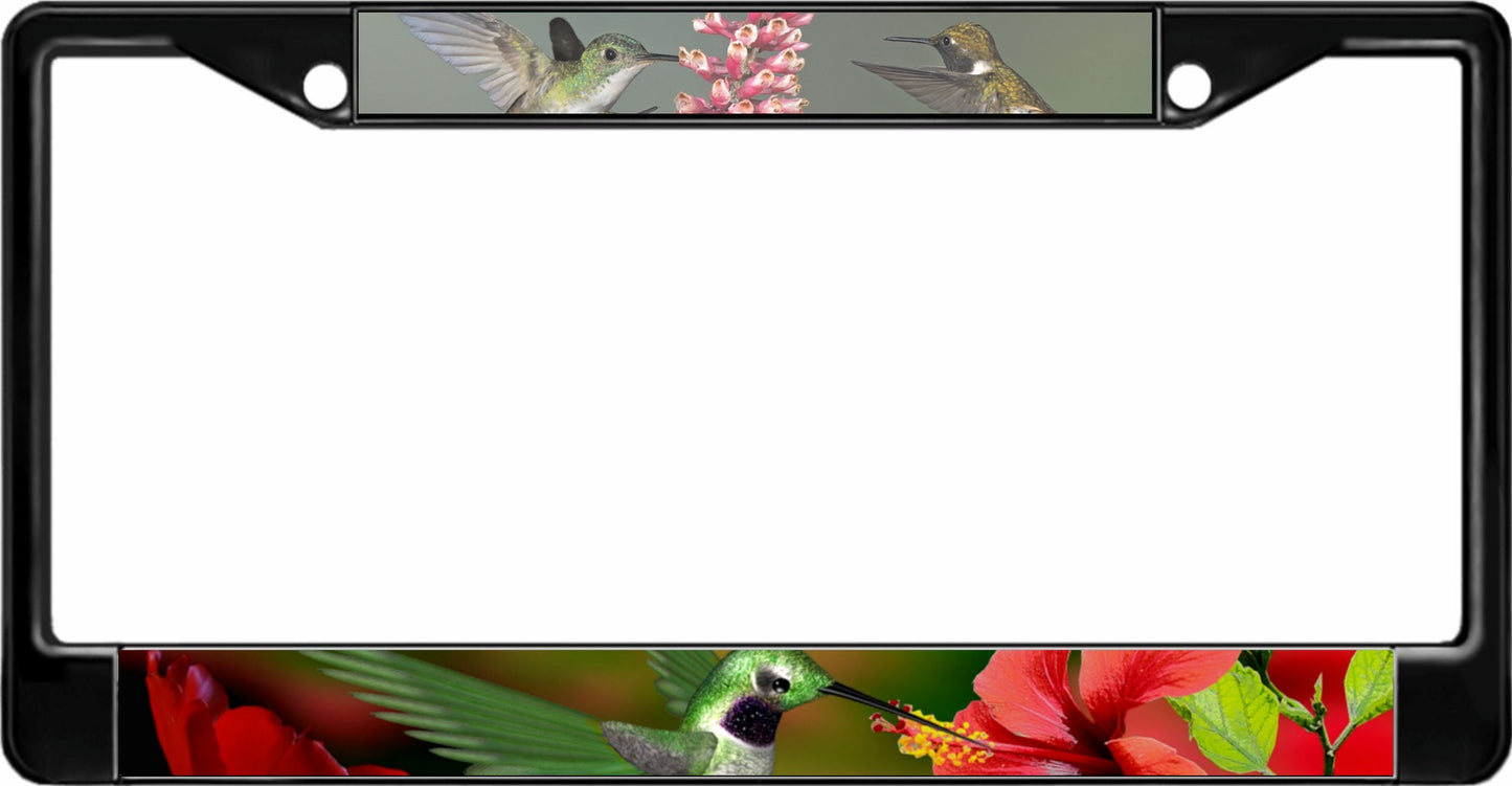 Hummingbirds Black License Plate Frame