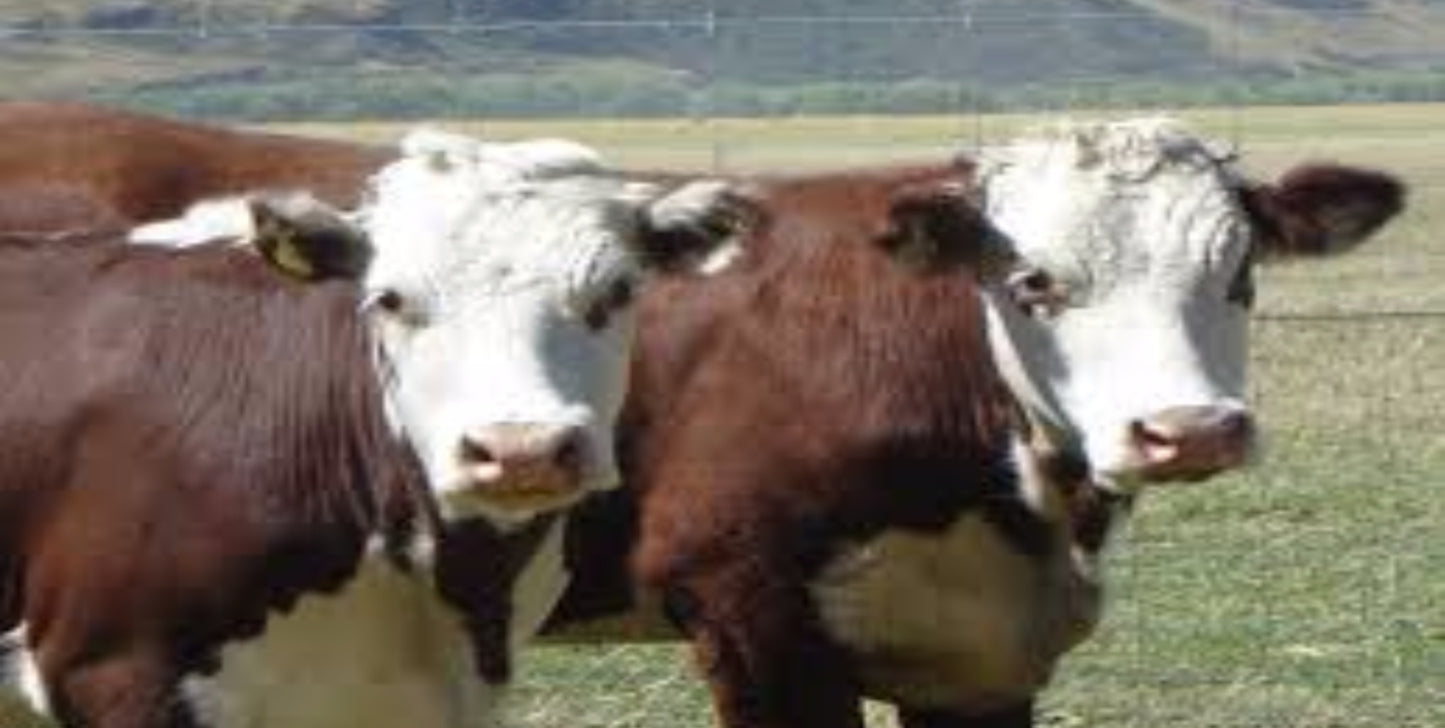 Cows In A Field Photo License Plate