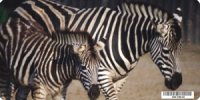 Zebra With Foal Photo License Plate