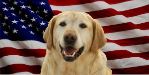 Yellow Lab Dog On United States Flag Photo License Plate