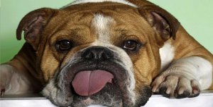 Bulldog Sticking Out Tongue Photo License Plate
