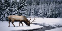 Elk In The Snow Photo License Plate