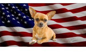 Chihuahua Dog On United States Flag Photo License Plate