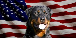 Rottweiler Dog On United States Flag Photo License Plate