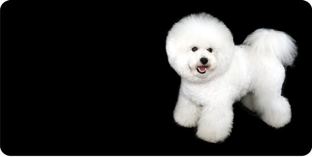 Bichon Frise Dog Photo License Plate