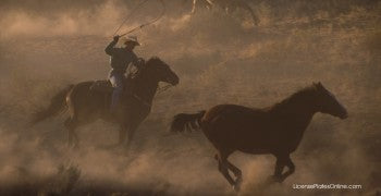 Cowboy Roping Horse Photo License Plate