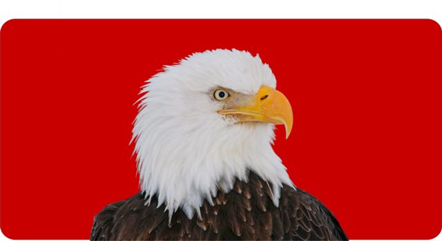 Bald Eagle Centered on Red Photo License Plate