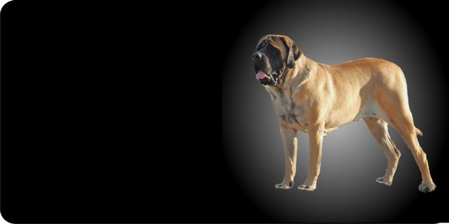 English Mastiff Dog Photo License Plate