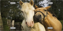 Horses Nuzzling in Corral License Plate