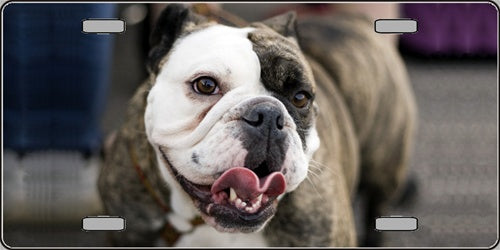 Bulldog with Tongue Novelty License Plate