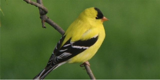 Goldfinch Bird Photo License Plate