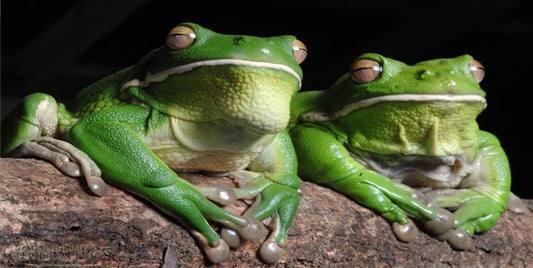 Two Frogs Photo License Plate