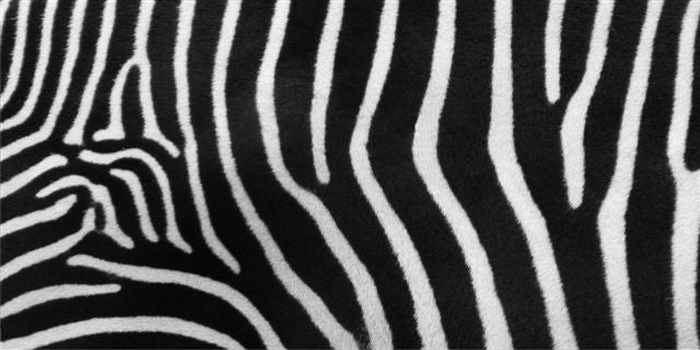 Zebra Print Photo License Plate