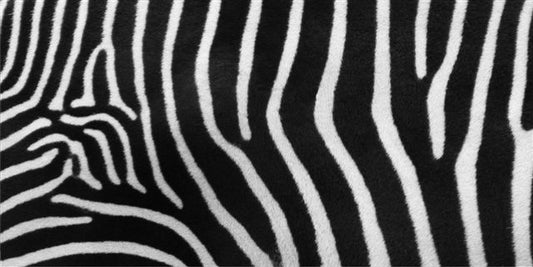 Zebra Print Photo License Plate