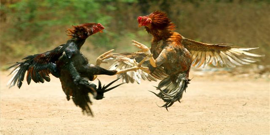 Cock Fighting Photo License Plate