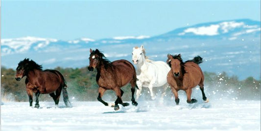 Horses Running In Snow Photo License Plate