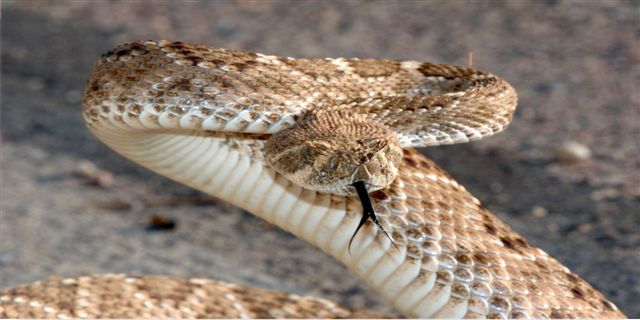 Rattlesnake Photo License Plate