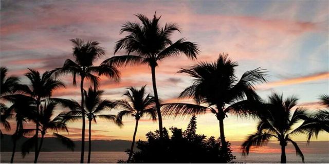 Palm Trees At Sunset Photo license Plate
