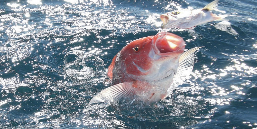 Red Snapper Photo License Plate