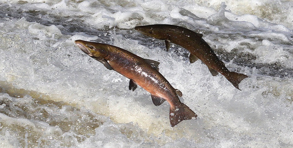 Salmon Jumping Photo License Plate