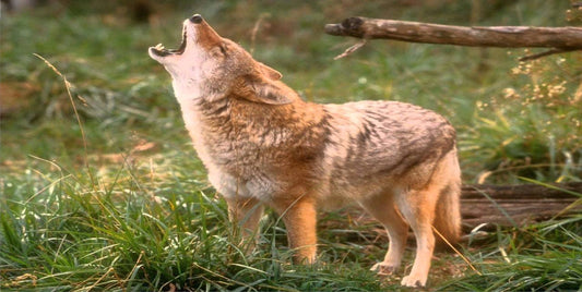 Howling Coyote Photo License Plate