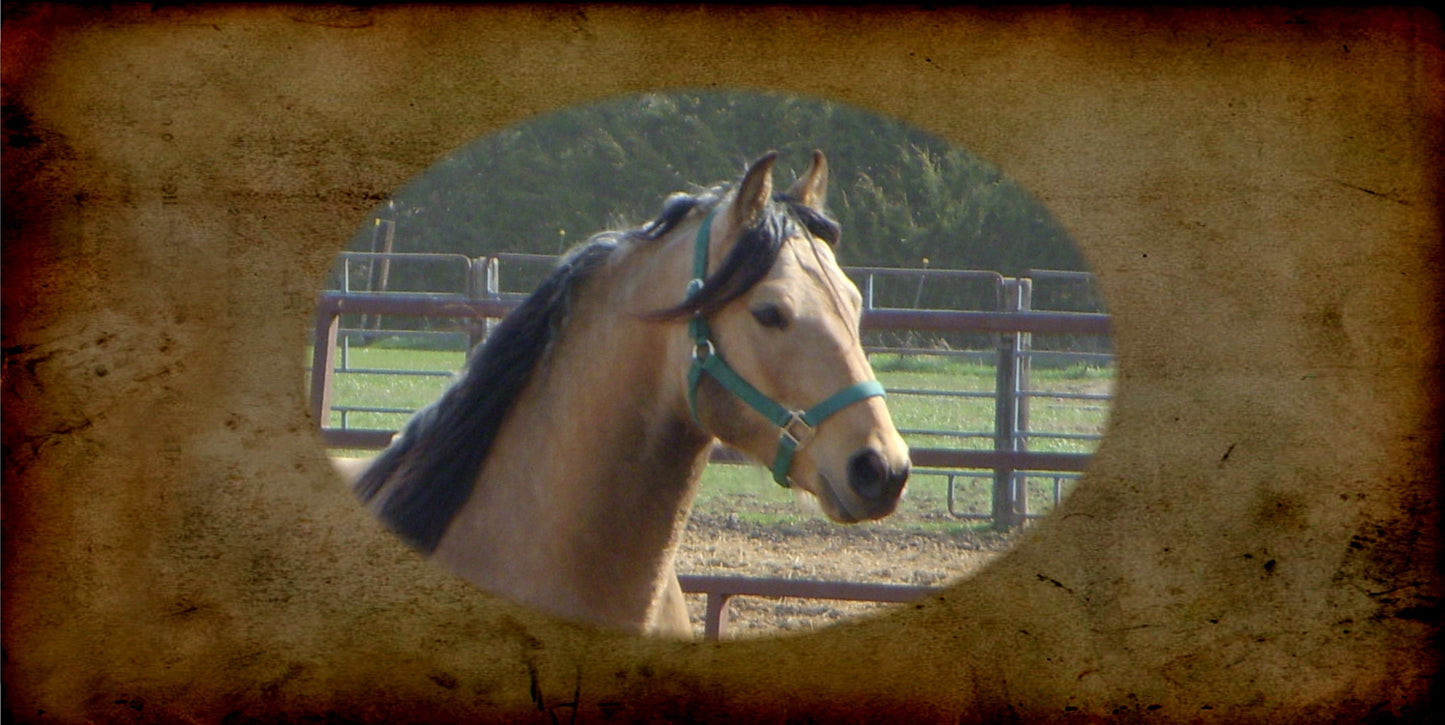 Morgan Horse Photo license Plate