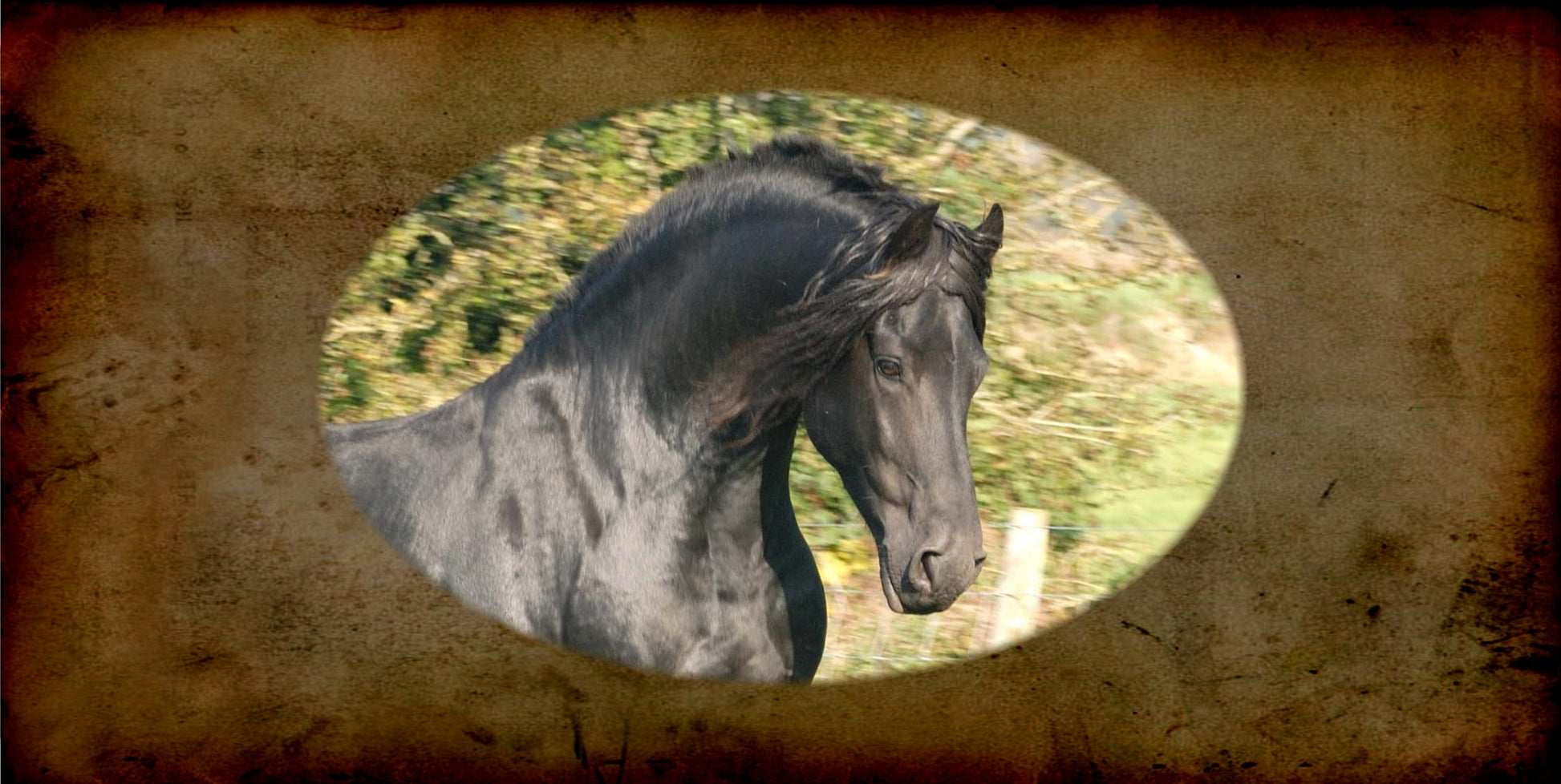 Friesian Horse Photo License Plate