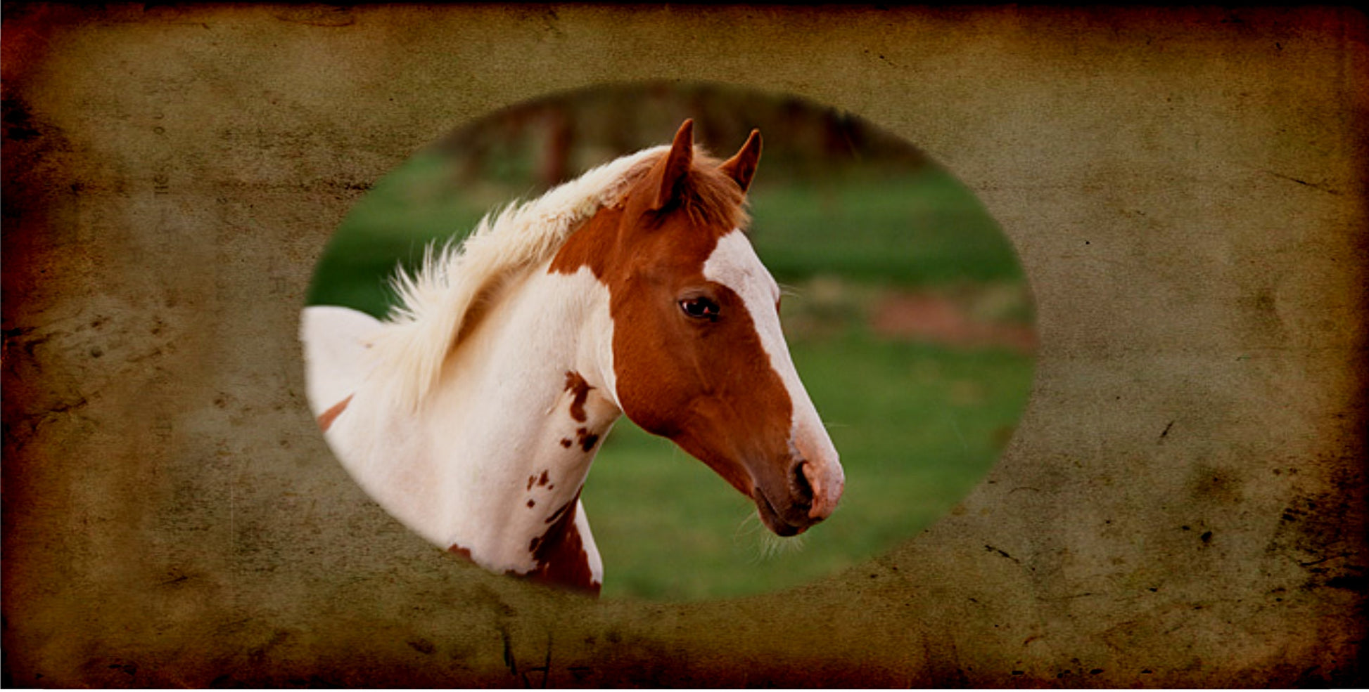 Paint Horse Photo License Plate