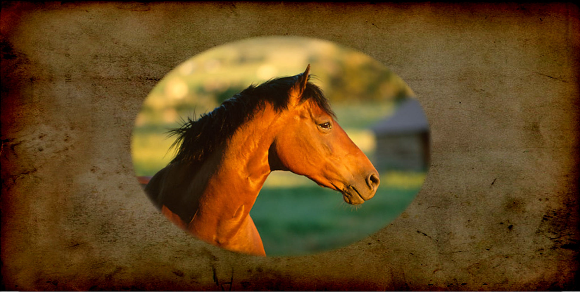 Quarter Horse Photo License Plate