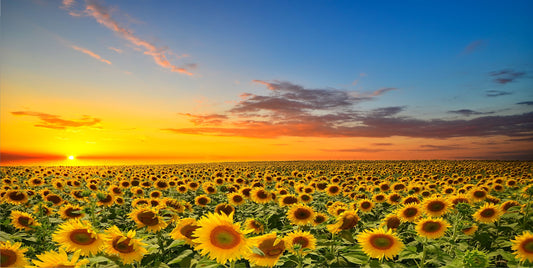 Sunflower Field Photo license Plate