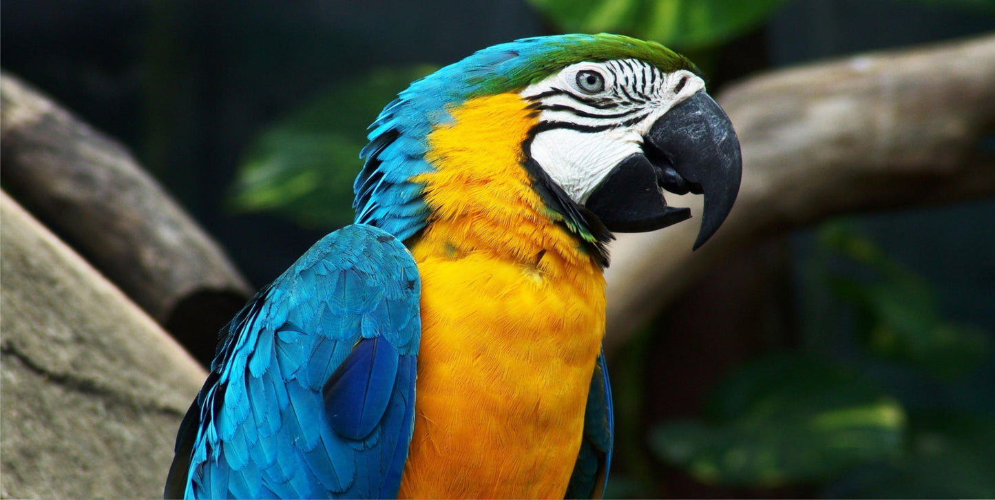 Blue Macaw Photo License Plate