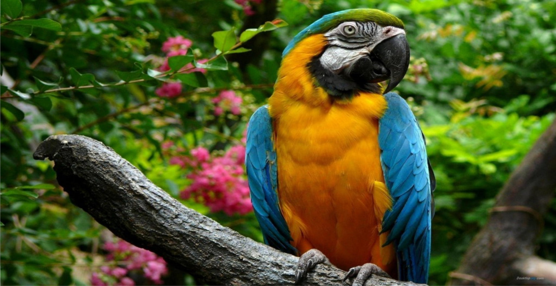 Macaw Perched Photo License Plate