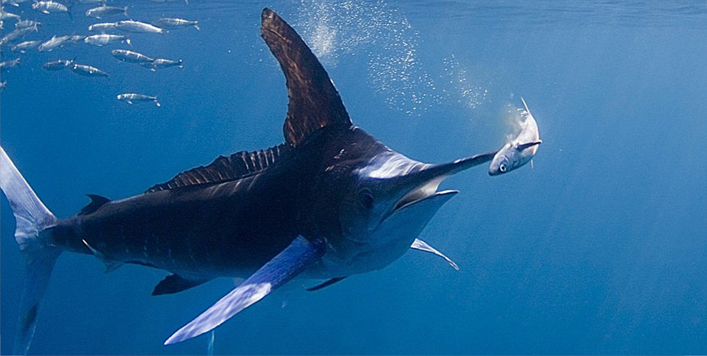 Marlin Underwater Photo License Plate