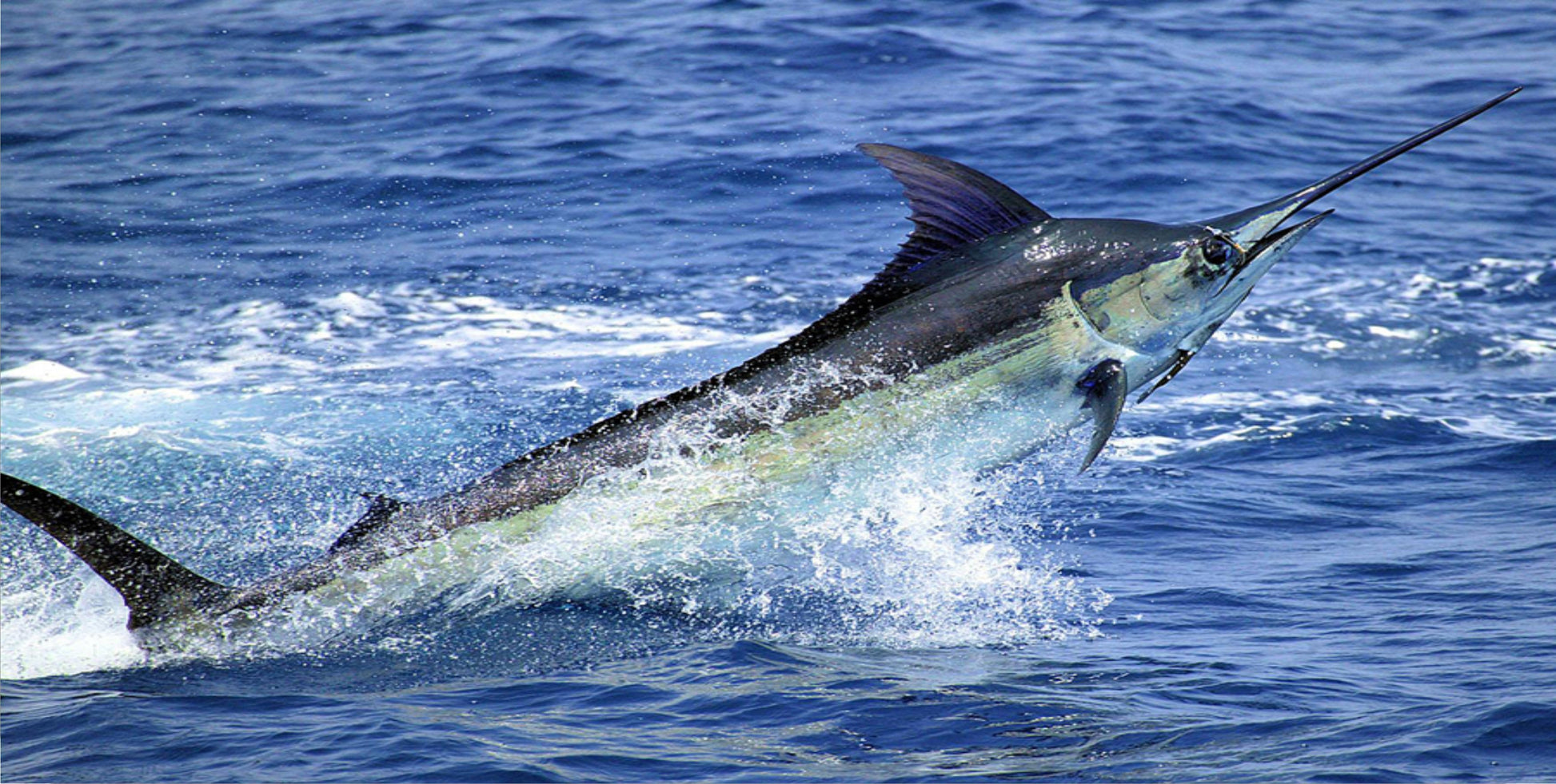 Marlin Jumping Photo License Plate Frame