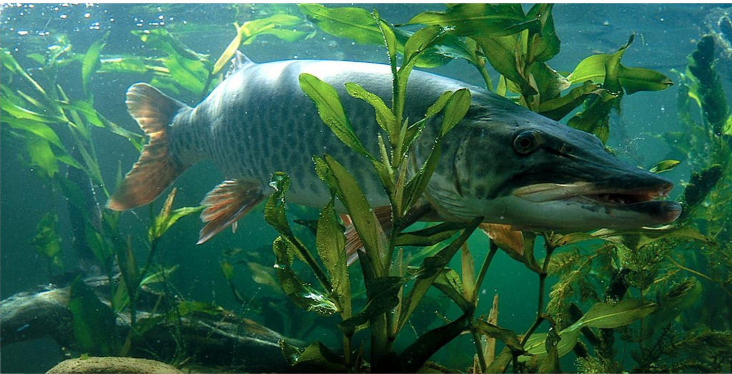 Musky Fish Under Water Photo License Plate