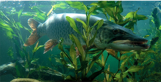 Musky Fish Under Water Photo License Plate