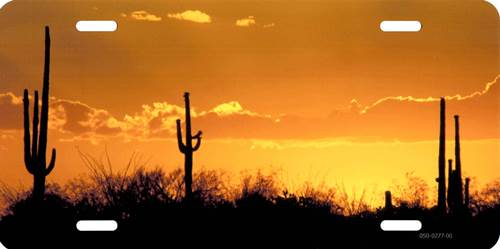 Sunset Saguaro Cactus Photo License Plate