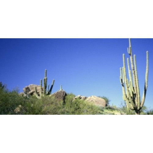 Southwest Desert Scene Photo License Plate