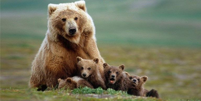 Bear With Cubs Photo License Plate