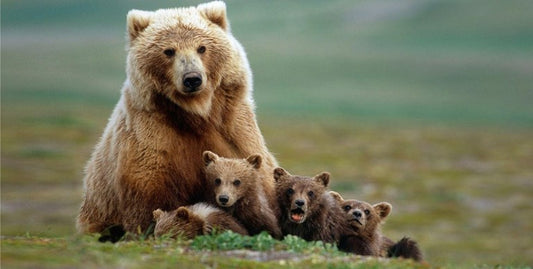 Bear With Cubs Photo License Plate