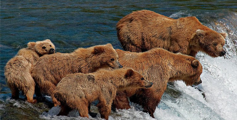 Bear Family At Waterfalls Photo License Plate