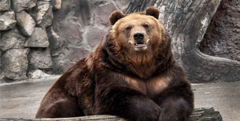 Bear Resting On Log Photo License Plate