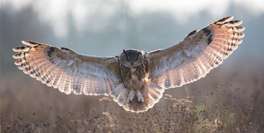 Owl Flying Photo License Plate