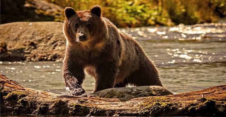 Grizzly Bear Photo License Plate