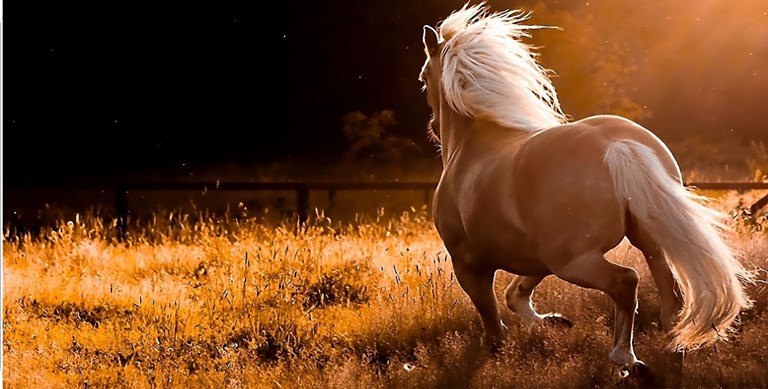 Horse Running In Field Photo License Plate