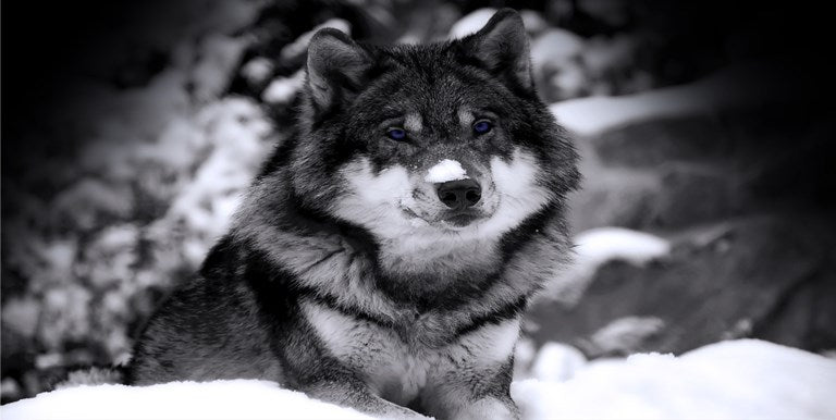 Wolf Black And White Photo License Plate