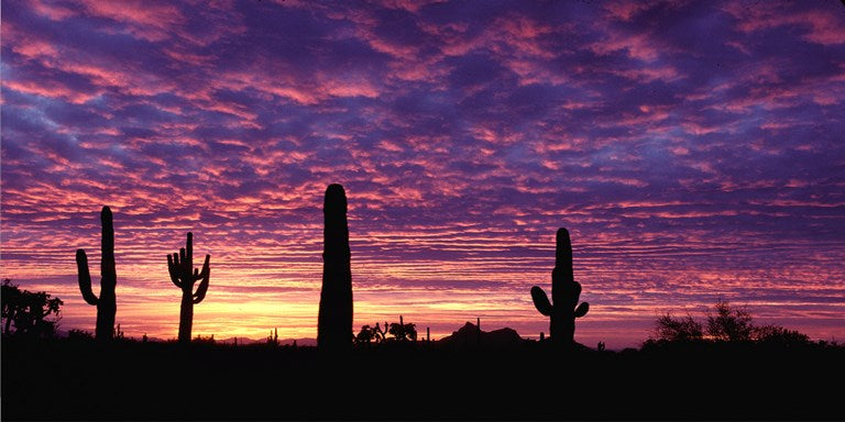 Arizona Sunset Photo License Plate